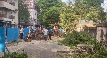 டாக்டர் ரங்கா சாலையில் வடிகால் பணிக்காக தோண்டும்போது ஒரு பெரிய மரம் சாய்ந்தது.