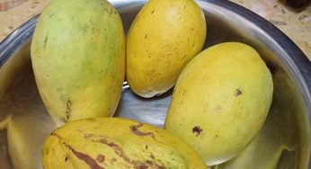 இயற்கை முறையில் விளைந்த இமாம் பசந்த் மாம்பழங்கள் மந்தைவெளியில் விற்பனைக்கு வந்துள்ளது.